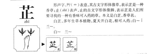 芷寓意 fern 意思